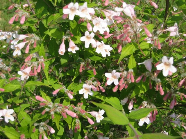 Kolkwitzia amabilis 